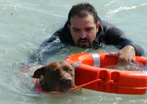 Yagho, fermano doc, primo pitbull in Italia e in Europa ad essere brevettato come cane da salvataggio nautico.