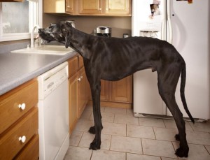 Zeus, il cane più alto del mondo, vive in Michigan (USA)