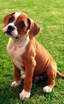 433717_991706489_boxer-puppy-fawn_H193721_L