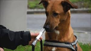 I cani hanno individuato i malati di cancro a prescindere da fattori esterni quali la presenza di odore di tabacco, odori di cibo e droghe. 