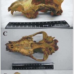 ll cranio di un canide trovato in una grotta sui monti Altai della Siberia meridionale risalente a 33000 anni fa