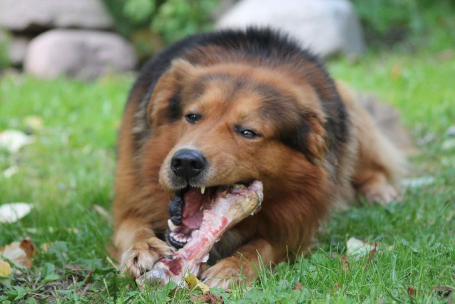 Alimentazione Naturale del cane – LE SPEZIE NELLA CIOTOLA