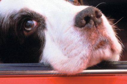 “Ascolta il tuo cane” di Jan Fennell: Comprendere e Rafforzare il Legame Amicale con il Tuo Amico a Quattro Zampe