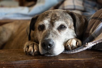 Cura e Benessere del Cane Anziano: Come Migliorare lo Stato Psico-Fisico