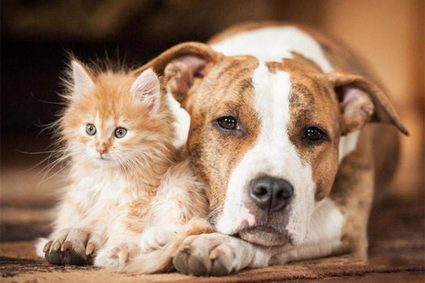 Guida alla convienza armoniosa tra Cane e Gatto: Consigli Pratici